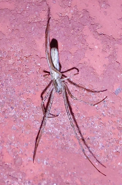Tetragnatha