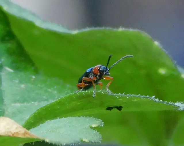 Oulema melanopus/duftschmidi