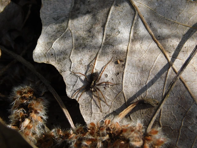 Pardosa