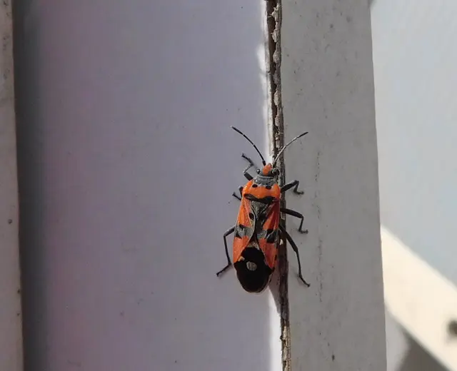 Lygaeus equestris/simulans
