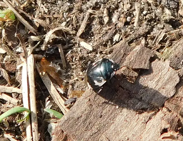 Tritomegas bicolor - foltos földipoloska