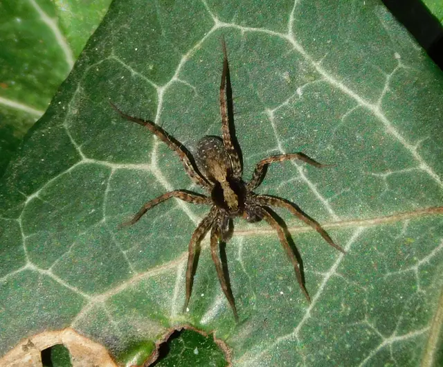 Pardosa