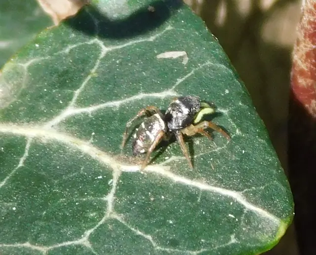 Heliophanus
