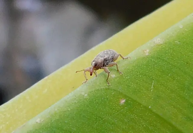 Dorytomus