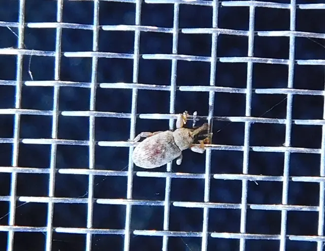 Dorytomus