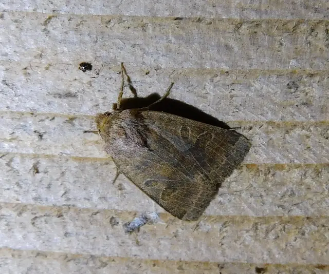 Anchoscelis nitida - rozsdabarna őszibagoly