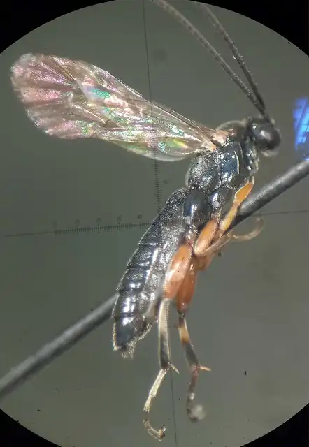 Pimpla contemplator