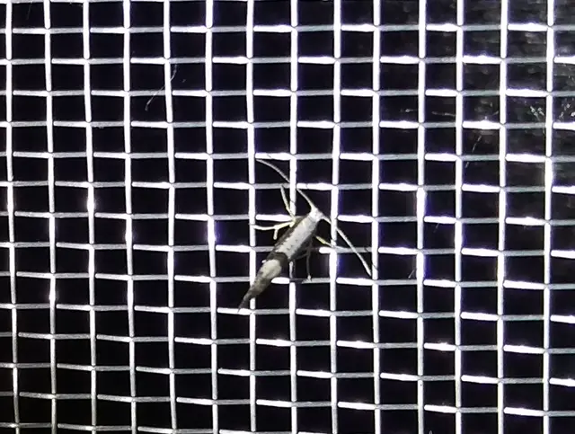 Argyresthia