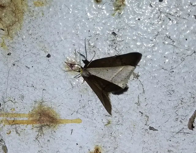 Tephrina arenacearia - lucerna-araszoló
