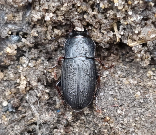 Harpalus subcylindricus - keskeny lomhafutó