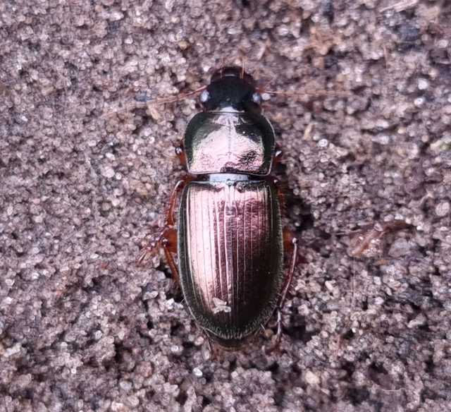 Harpalus affinis - szőrösszárnyú lomhafutó