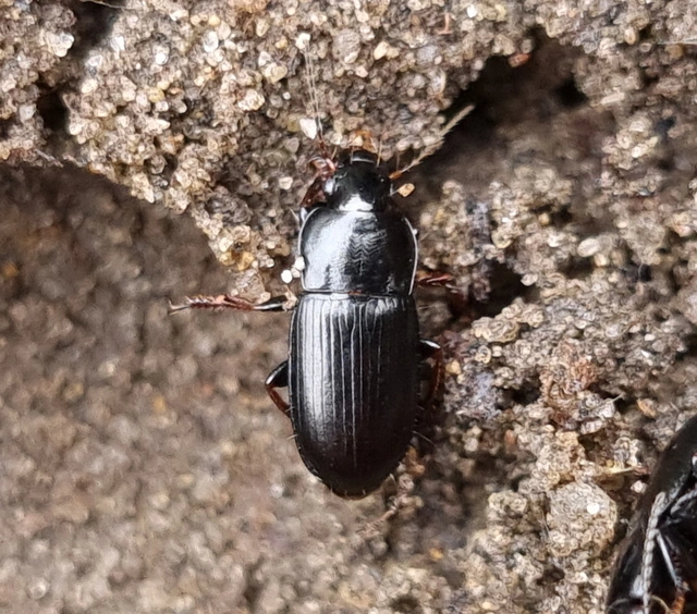 Harpalus subcylindricus - keskeny lomhafutó
