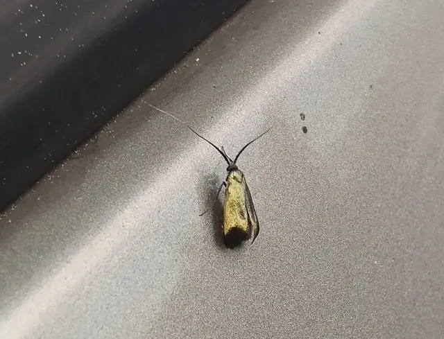 Adelidae - hosszúcsápú-tőrösmolyfélék