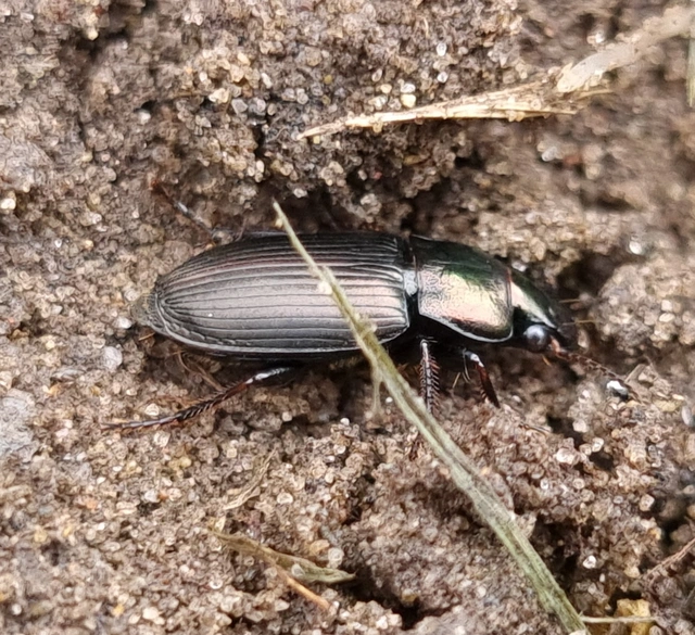 Harpalus distinguendus - mezei lomhafutó