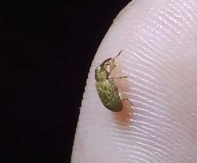 Dorytomus