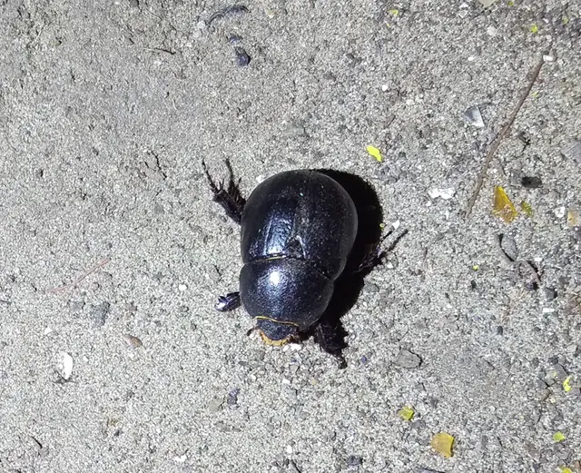 Pentodon idiota - butabogár