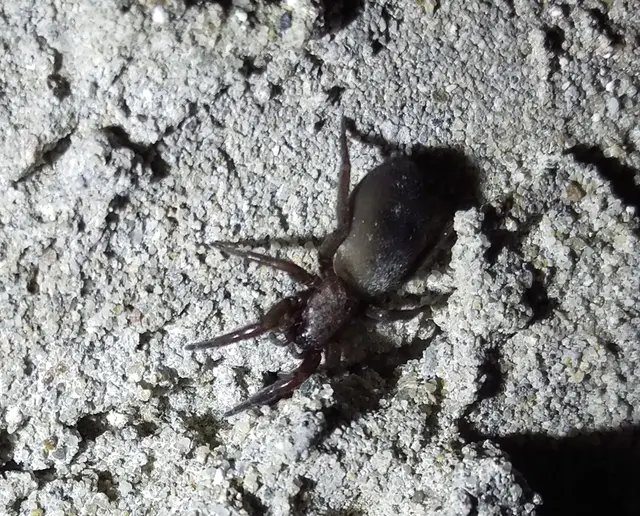 Gnaphosidae - kövipókok