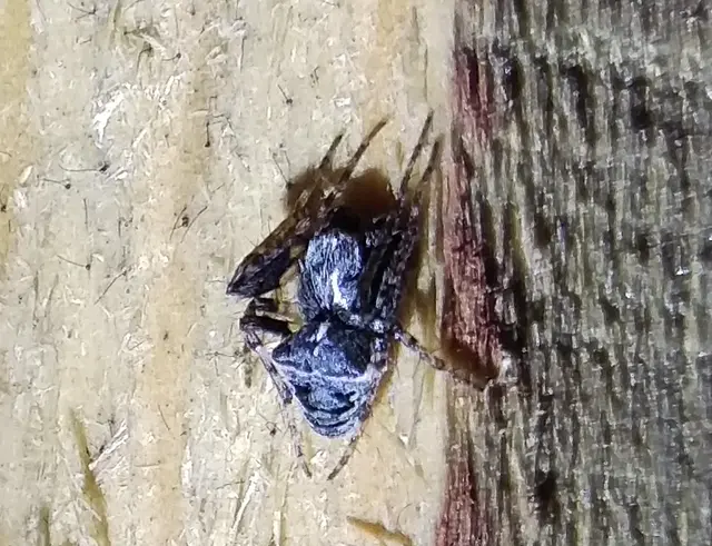 Gibbaranea