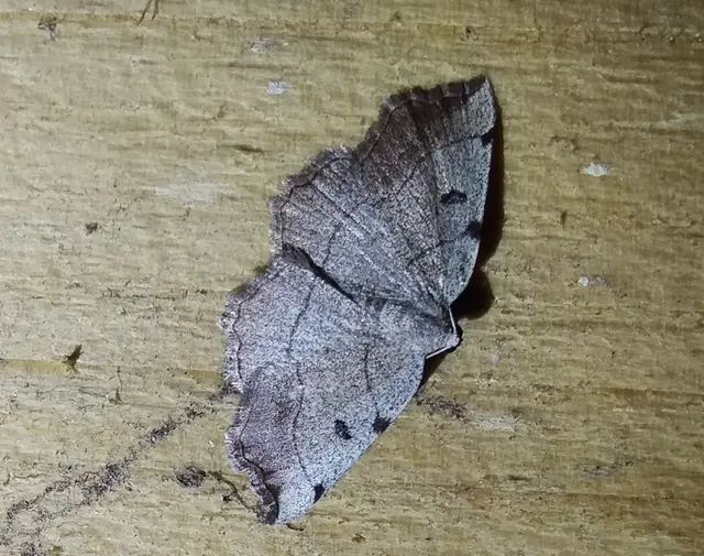 Eilicrinia trinotata - háromjegyű araszoló