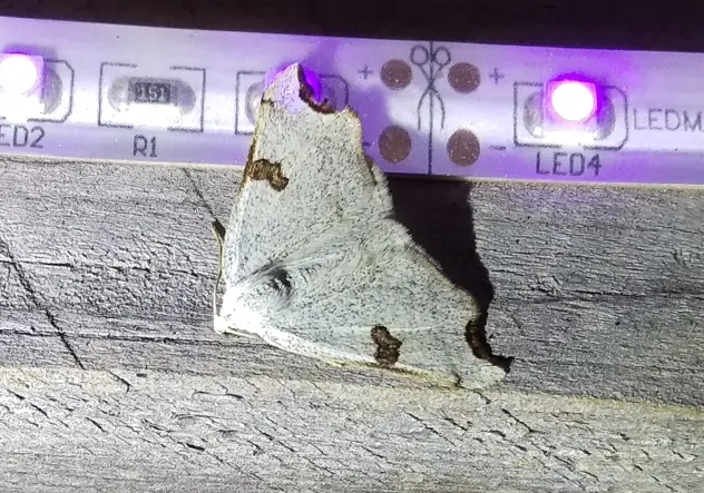 Eilicrinia cordiaria - fehér fűzfaaraszoló