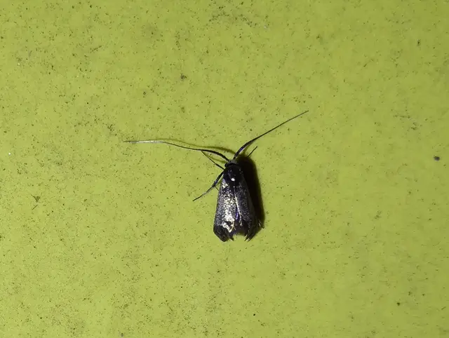 Adelidae - hosszúcsápú-tőrösmolyfélék