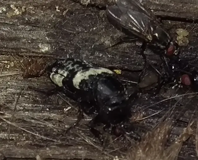 Creophilus maxillosus - dögész holyva