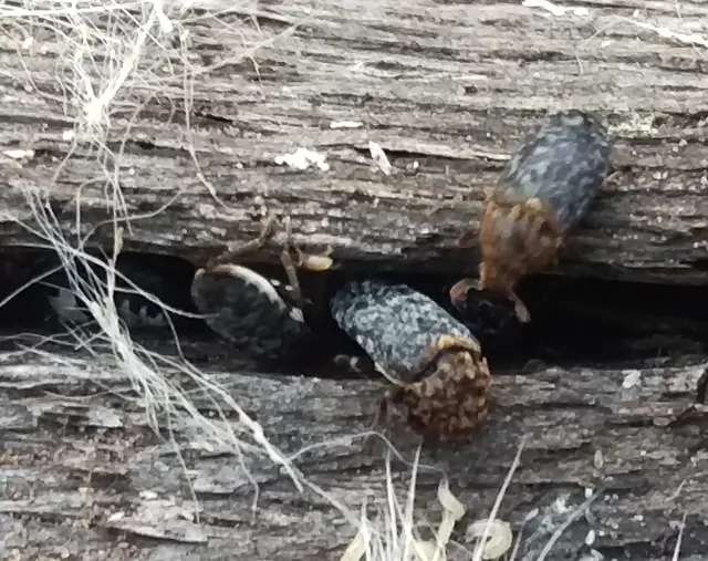 Dermestes undulatus - márványos porva Dermestes undulatus - márványos porva