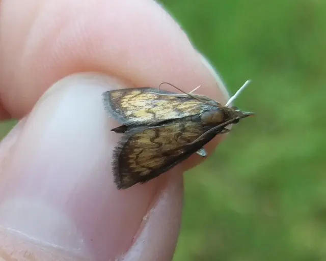Ecpyrrhorrhoe rubiginalis - rozsdavörös tűzmoly