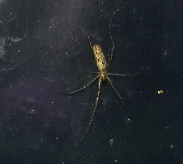 Tetragnatha