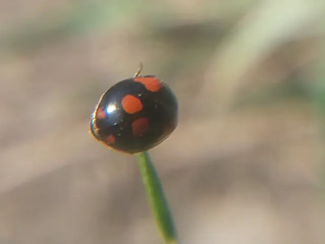 Adalia bipunctata - kétpettyes katica