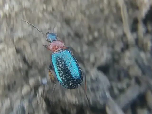 Lebia cyanocephala - pompás cserjefutó