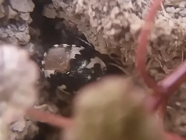 Tritomegas bicolor - foltos földipoloska