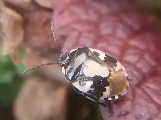 Tritomegas bicolor - foltos földipoloska