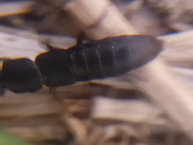 Ocypus