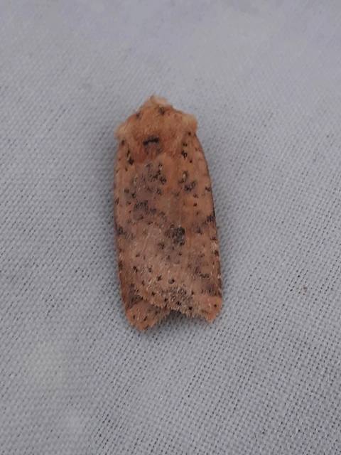 Conistra rubiginea - vörös őszibagoly