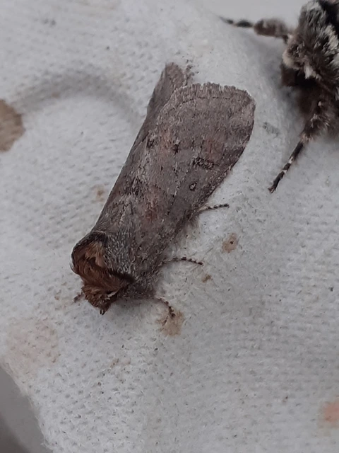 Asphalia ruficollis - vörösnyakú pihésszövő