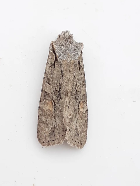 Lithophane ornitopus - közönséges fabagoly