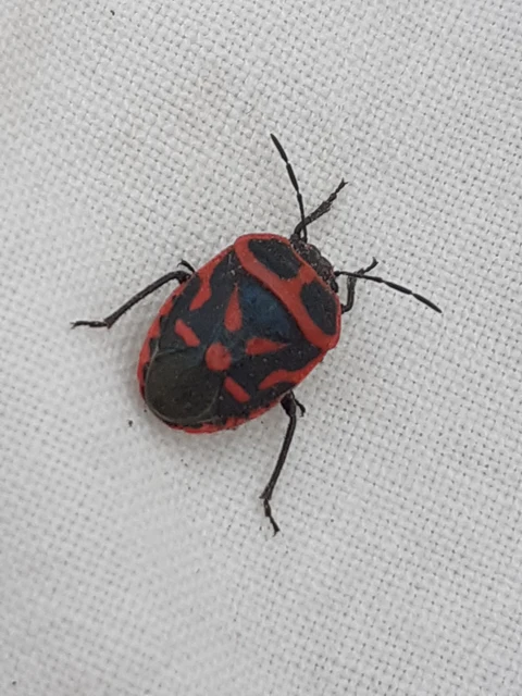 Eurydema fieberi - keresztespoloska