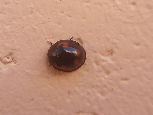 Exochomus quadripustulatus - négyfoltos szerecsenkata