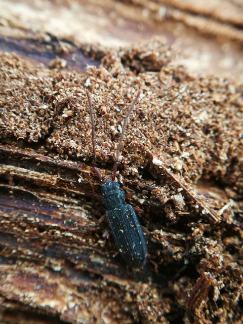 Uleiota planatus - hosszúcsápú fogasnyakú-lapbogár