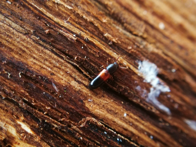 Corticeus fasciatus - öves kéregbújó
