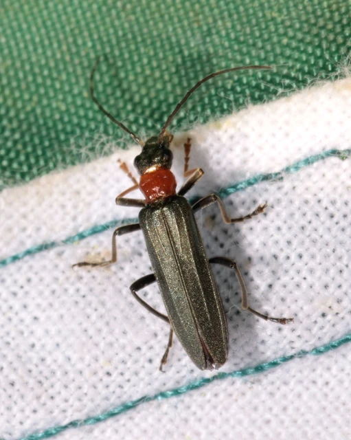 Oedemera croceicollis - pirostorú álcincér
