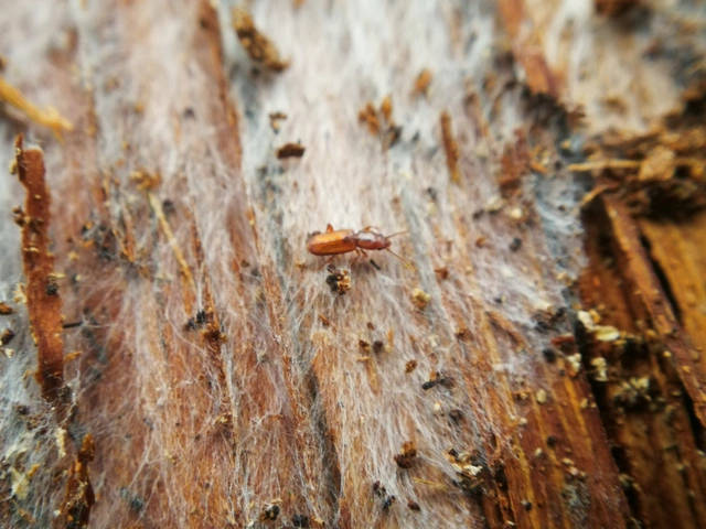 Silvanidae - fogasnyakúlapbogár-félék