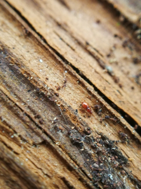 Scydmaenidae - gödörkésbogár-félék