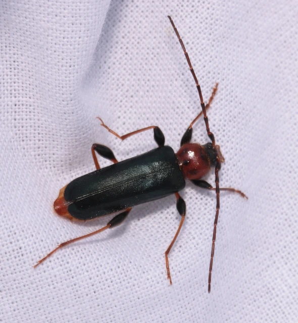 Phymatodes testaceus - változékony korongcincér Phymatodes testaceus - változékony korongcincér