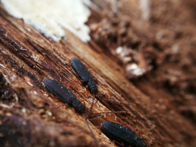 Uleiota planatus - hosszúcsápú fogasnyakú-lapbogár