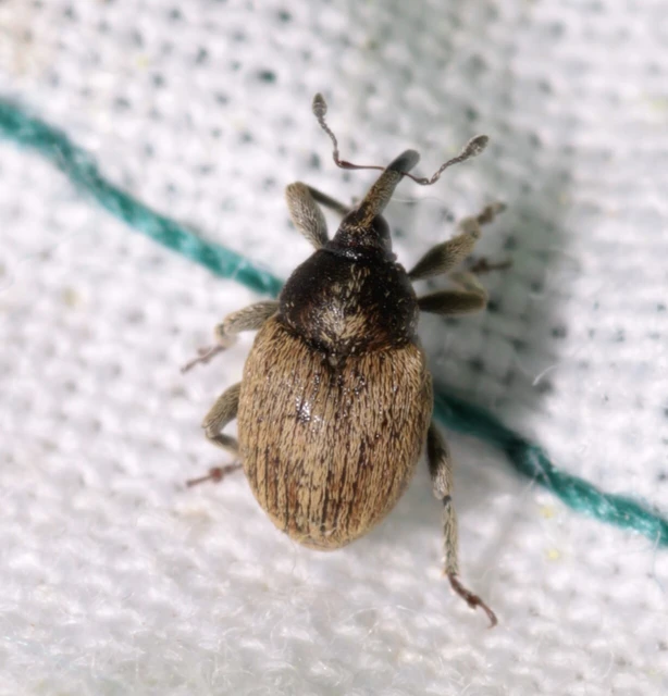 Sibinia pellucens - mécsvirágormányos