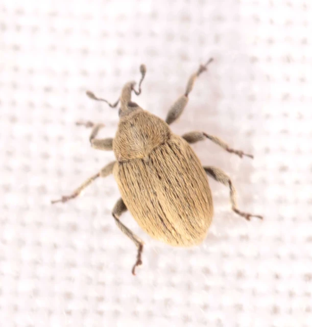 Sibinia pellucens - mécsvirágormányos