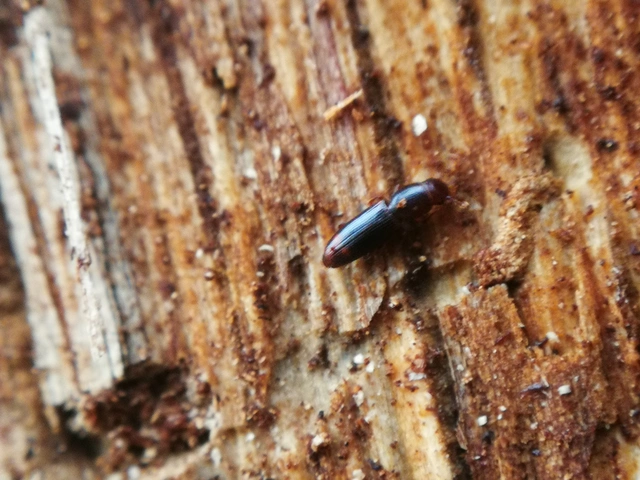 Rhizophagus bipustulatus - kétpettyes törekbogár Rhizophagus bipustulatus - kétpettyes törekbogár