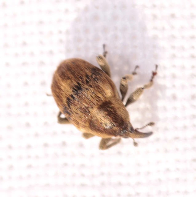 Sibinia pellucens - mécsvirágormányos